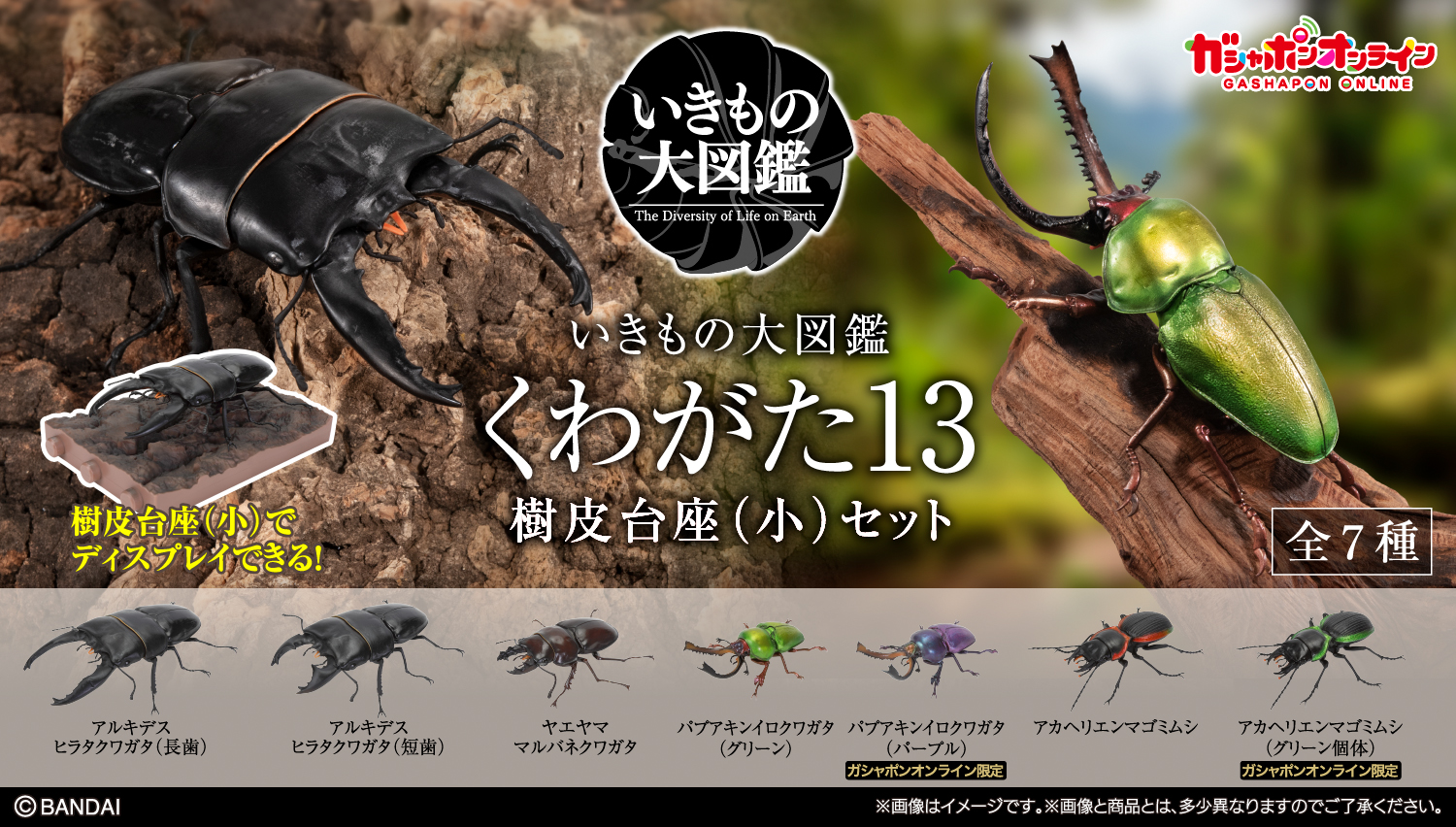 いきもの大図鑑アドバンス くわがた13 樹皮台座（小）セット