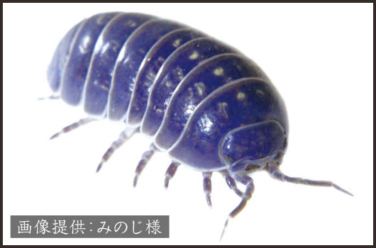 生態を見る