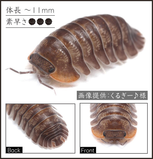 生態を見る