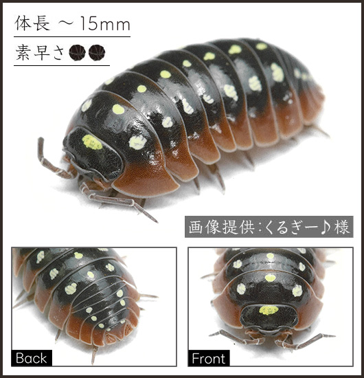 モンテネグロダンゴムシ