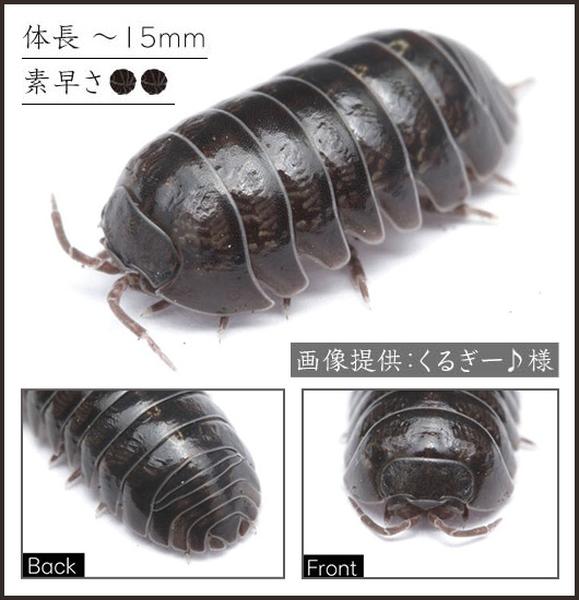生態を見る