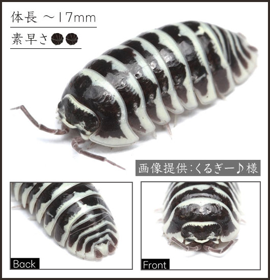 ゼブラだんごむし