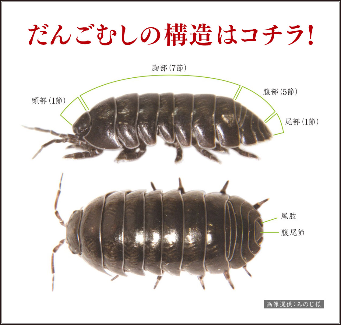 だんごむしの構造はコチラ！