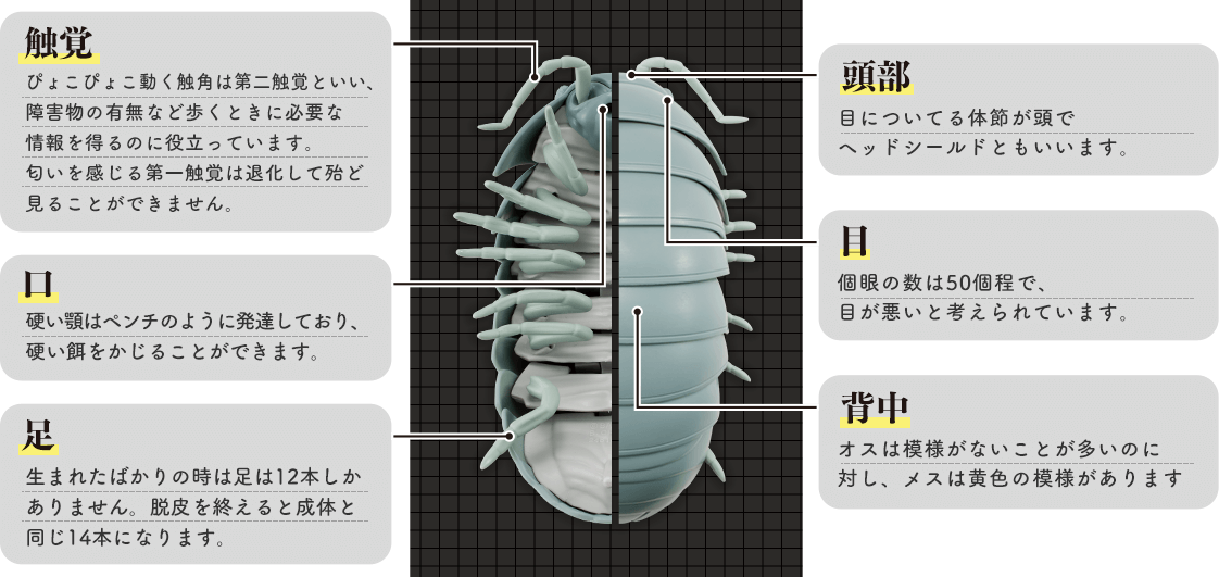 だんごむしの体のつくり